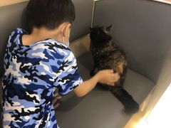 -喵园·猫主题咖啡厅·撸猫·猫咖(国贸店)