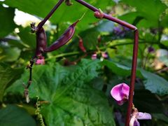 -春花秋色城市公园