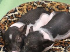 -藦茜花园宠物主题亲子互动体验馆(国顺东路店)