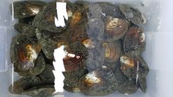 -邵老师打金·黄金加工(大望路总店)