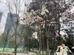 -塔子山公园