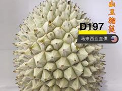 -都念榴莲·城市榴莲