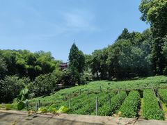 -野蔓果·山野菜(西湖景区·龙井茶田店)