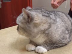 -艾贝尔宠物医院 ·内科全科(梁溪路店)