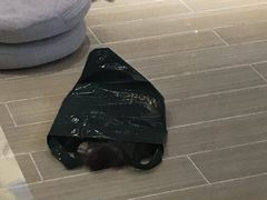 -momokira米努特·德文卷毛猫·棉花面纱犬