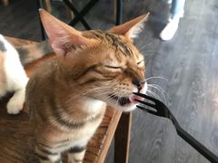 -吉丁鸟咖·异宠·寄养