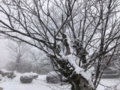 -江南天池