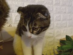 -平行世界·猫咖(首经贸店)