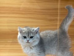 -猫十亿·布偶金渐层·曼基康矮脚猫舍(青年路店)