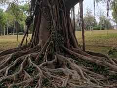 -东莞植物园