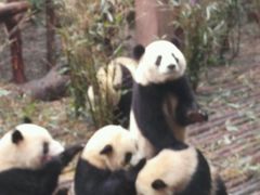 -成都大熊猫繁育研究基地