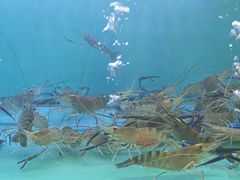 -粮心小农·大头虾亲子生态园(长发店)