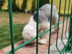 -趣玩宠物乐园寄养训犬训狗游泳池