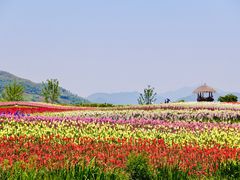 -径山花海