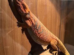 -酷以爬仙阁实体爬宠店·守宫·蜥蜴·专业繁育