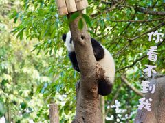 -成都大熊猫繁育研究基地