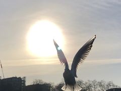 -海德公园
