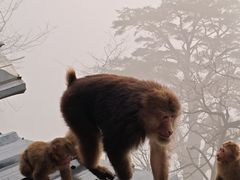 -峨眉山风景名胜区