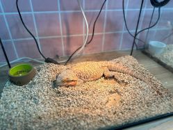 -Moni星球萌宠·小马宝莉·灵蛇·高端高阶全萌宠互动体验俱乐部(红豆国际广场店)