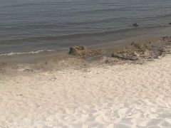 -呼兰河口湿地公园