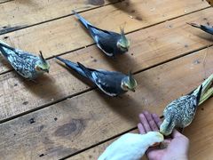 -南宫五洲植物乐园