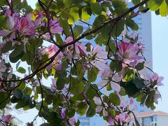 -荔枝公园(福田区)