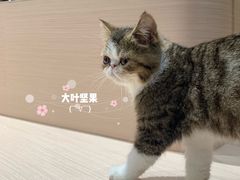 -瞄一喵猫咖(格力海岸店)