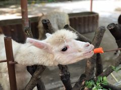 -深圳野生动物园