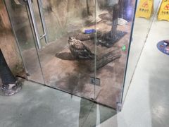 -萌宠奇缘