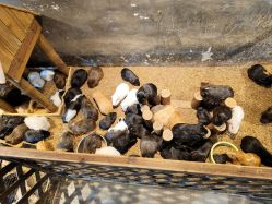 -酷嗒动物文化乐园(cutezoo西溪乐天城店)