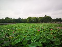 -石家庄市植物园