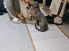 -琪喵猫屋·撸猫猫咖·猫舍