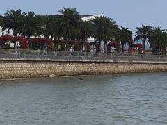 -野狸岛