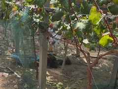 -马陆小张葡萄园农家乐