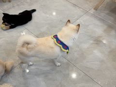 -柴犬小屋·柴餐厅·狗咖食堂(金鼎广场店)