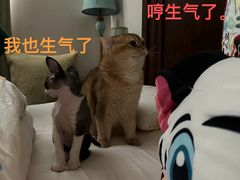 -pd派德宠物中心医院24H急重症·眼科中心·血液透析中心(嵩山北路店)