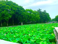 -蠡湖大桥公园