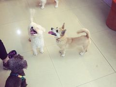-小呆的宠物店·宠物售卖·宠物寄养(城西店)