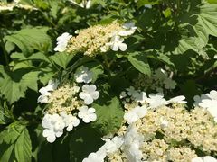 -武清南湖绿博园