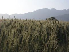 -盛世牡丹苑生态文化旅游区