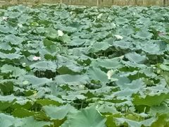 -艾溪湖湿地公园