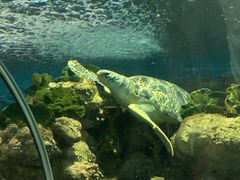-上海海洋水族馆