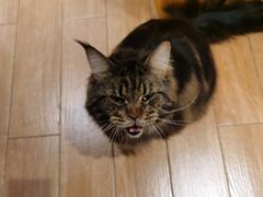 -Pets First伊珊娜洗护·精致美容·家庭式寄养(新会路店)