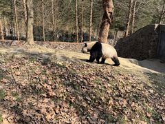 -都江堰中华大熊猫苑