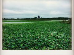 iphone_upload_pic-上海海湾国家森林公园