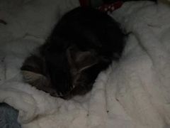 -辛巴宠物医疗中心·骨科·内分泌专科·心肾专科(亭林公园店)