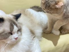 -1013 PET SHOP精品宠物商店(丁香店)