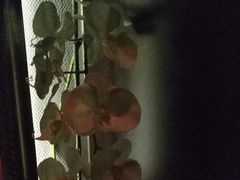 -Dragonfly悠庭·按摩Spa(静安嘉里中心店)