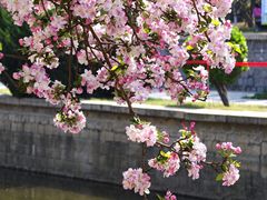 -海棠花溪(元大都城垣遗址公园)