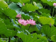 -荔湾湖公园